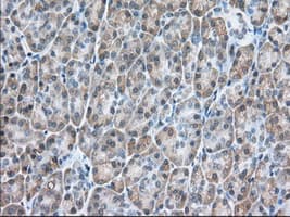 USP5 Antibody (clone OTI2E3)