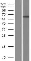 MAPK15 / ERK7 Protein (Over-Expression Lysate Myc-DDK (Flag))
