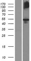 GDPD5 Protein (Over-Expression Lysate Myc-DDK (Flag))