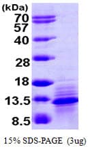 Human I-309 / CCL1 Protein (Recombinant His)