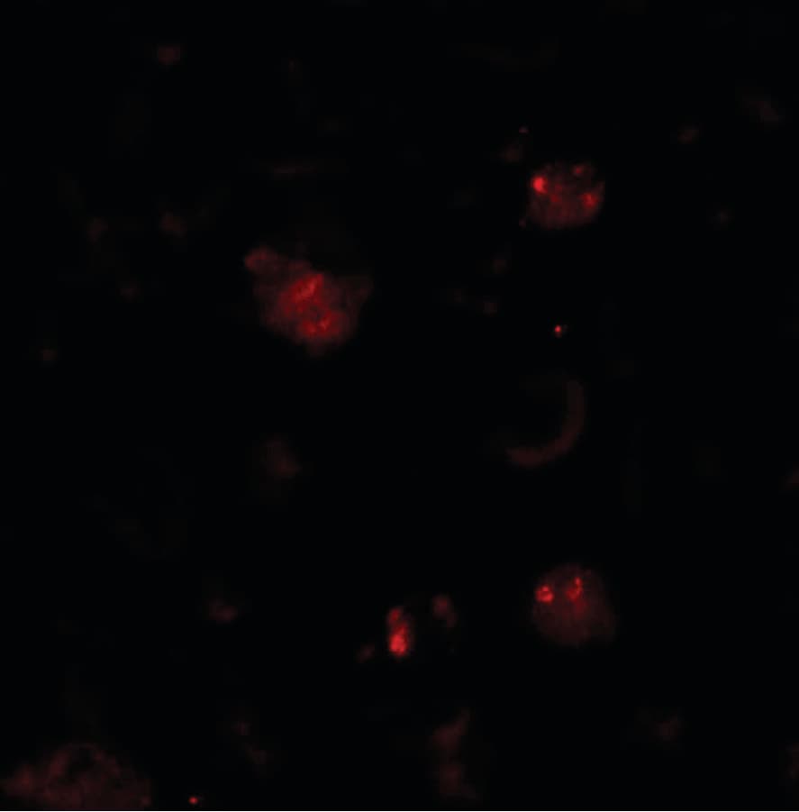 IHC-plus™ ZBTB6 Antibody