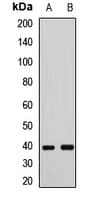 FUT2 / SE Antibody
