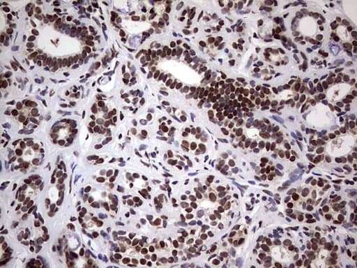 N4BP2L2 Antibody (clone OTI1C8, Carrier-free)