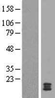 CST11 Protein (Over-Expression Lysate Myc-DDK (Flag))