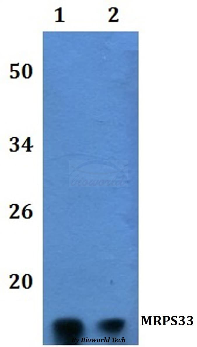 Polyclonal Rabbit anti-Human MRPS33 Antibody (WB)