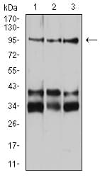 NRP1 / Neuropilin 1 Antibody (clone 5B1E11)