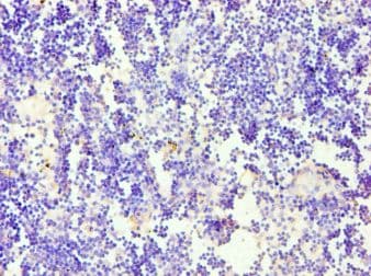 CD58 Antibody (aa40-220)