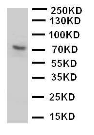 P2RX7 / P2X7 Antibody (aa1-20)