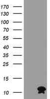 Monoclonal Mouse anti-Human FXYD3 Antibody (clone OTI1G3, WB)