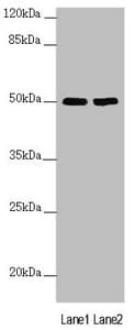 SLC39A7 / ZIP7 Antibody
