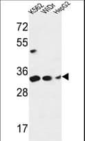 PYCR1 Antibody (aa291-319)