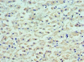 LYVE1 Antibody (aa20-238)