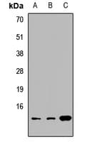CISD1 Antibody