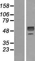 GDF9 / GDF-9 Protein (Over-Expression Lysate Myc-DDK (Flag))