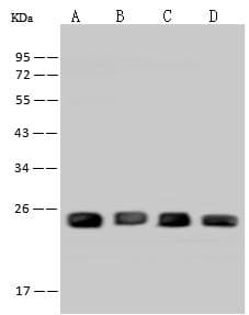 PGRMC1 / MPR Antibody
