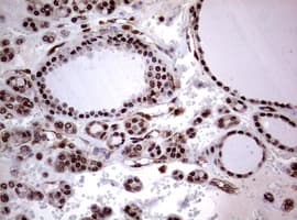 USP44 Antibody (aa420-712, clone OTI1F9)