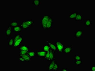 MYEF2 Antibody (aa372-576)