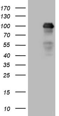 MED15 / ARC105 Antibody (aa393-679, clone OTI2H6, Carrier-free)