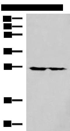 MRPL16 Antibody