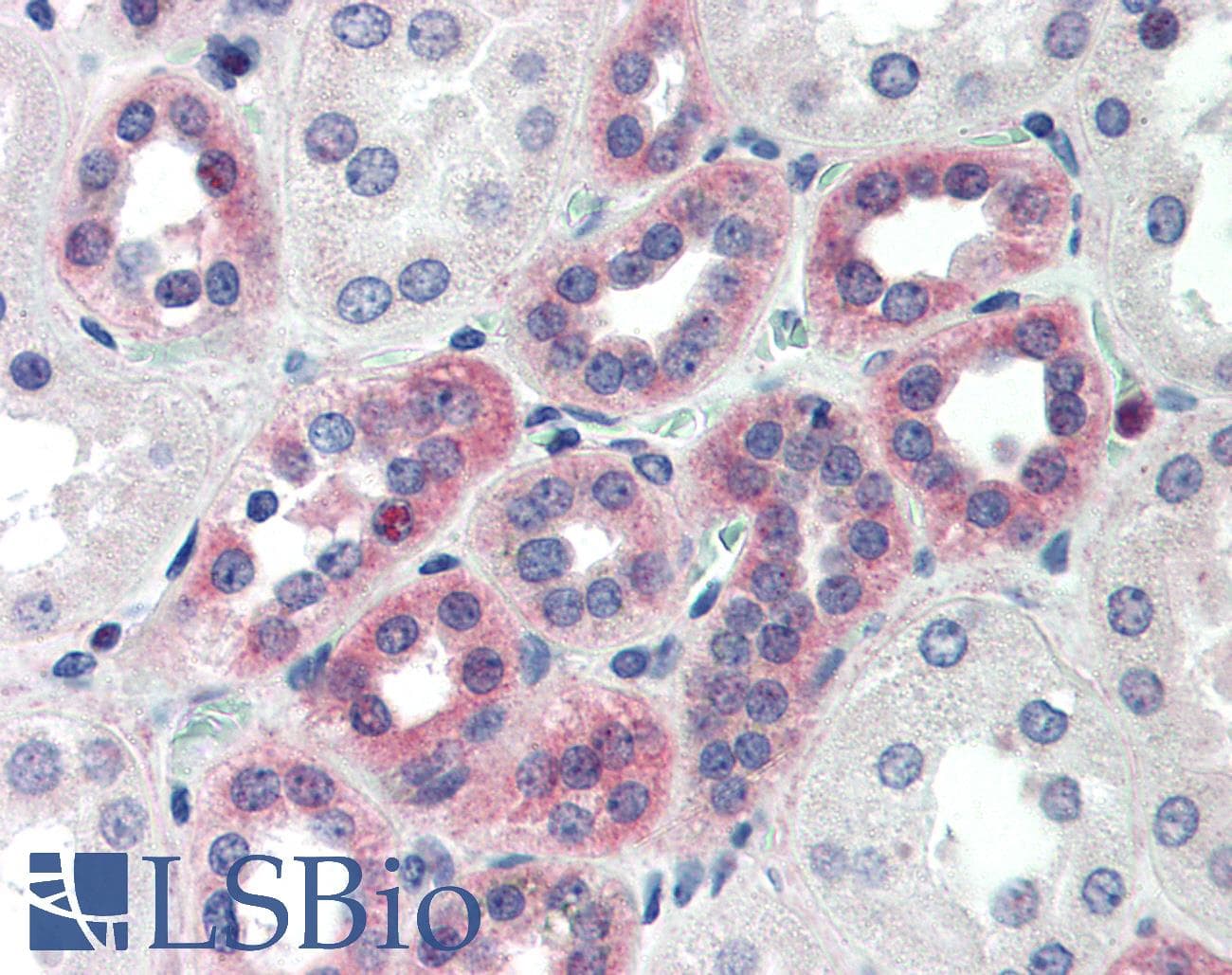 IHC-plus™ C1QTNF6 / CTRP6 Antibody