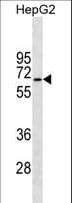 Monoclonal Mouse anti-Human STK39 / SPAK Antibody (WB)