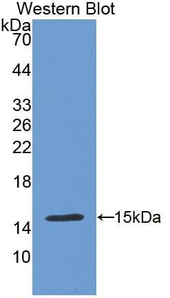 CDH13 / Cadherin 13 Antibody