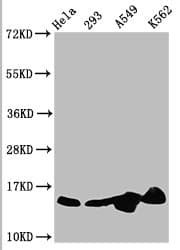 HIST1H2BN Antibody