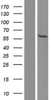 TRIM7 Protein (Over-Expression Lysate Myc-DDK (Flag))