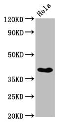 Polyclonal Rabbit anti-Human NKX2-3 Antibody (WB)