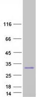 Human MID1IP1 Protein (Recombinant Myc-DDK (Flag))