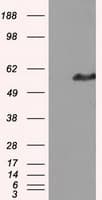 IFT57 / HIPPI Antibody (clone OTI2G3)