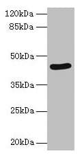 SERPINB8 Antibody