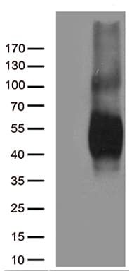CD80 Antibody (clone OTI5B5)