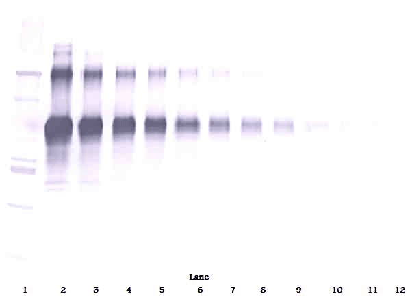 Monoclonal Mouse anti-Human IL12 Antibody (WB)