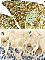 BAX Antibody (aa43-60)