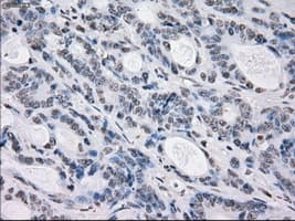 PRKY Antibody (clone OTI3E10, Carrier-free)