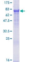 Human TRAF7 Protein (Recombinant GST)