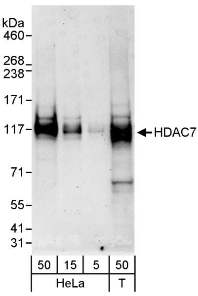 HDAC7 Antibody (aa425-475)