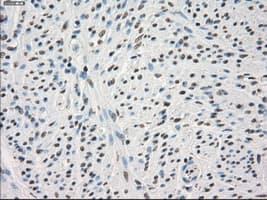 PPP5C Antibody (clone OTI4G8, Carrier-free)