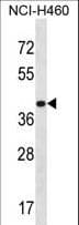 Polyclonal Rabbit anti-Human MRPS9 Antibody (aa364-392, WB)