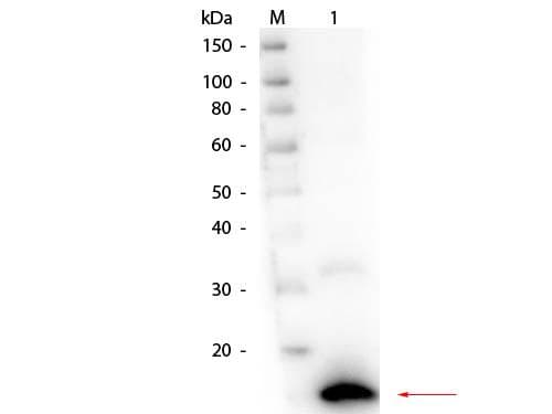 Polyclonal Rabbit anti-Bovine Ribonuclease A / RNASE1 Antibody (Lyophilized, WB)