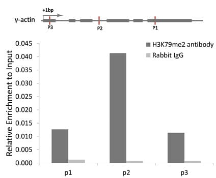Histone H3 Antibody (Di-Methyl-Lys79)