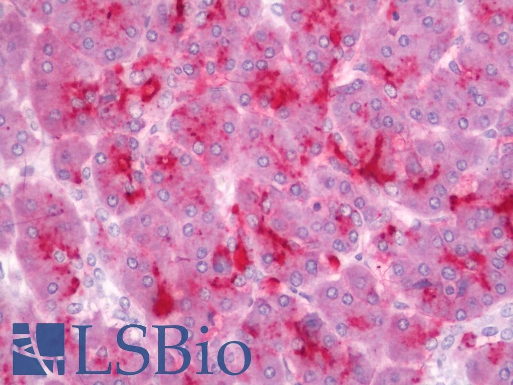 IHC-plus™ MED13L Antibody (aa750-800)