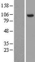 HECTD3 Protein (Over-Expression Lysate Myc-DDK (Flag))