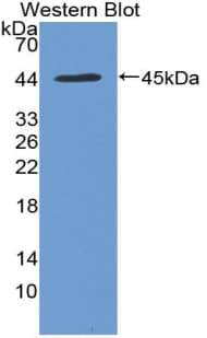 LACRT Antibody (aa20-138)
