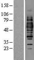 OCLN / Occludin Protein (Over-Expression Lysate Myc-DDK (Flag))