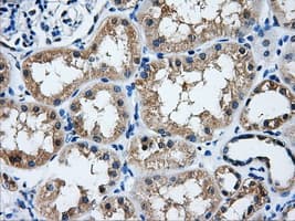 HDAC10 Antibody (clone OTI6G5)