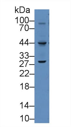 VEGFC Antibody (aa47-413, Cy3)