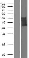 Human UBXN11 / SOC Protein (Over-Expression Lysate Myc-DDK (Flag))