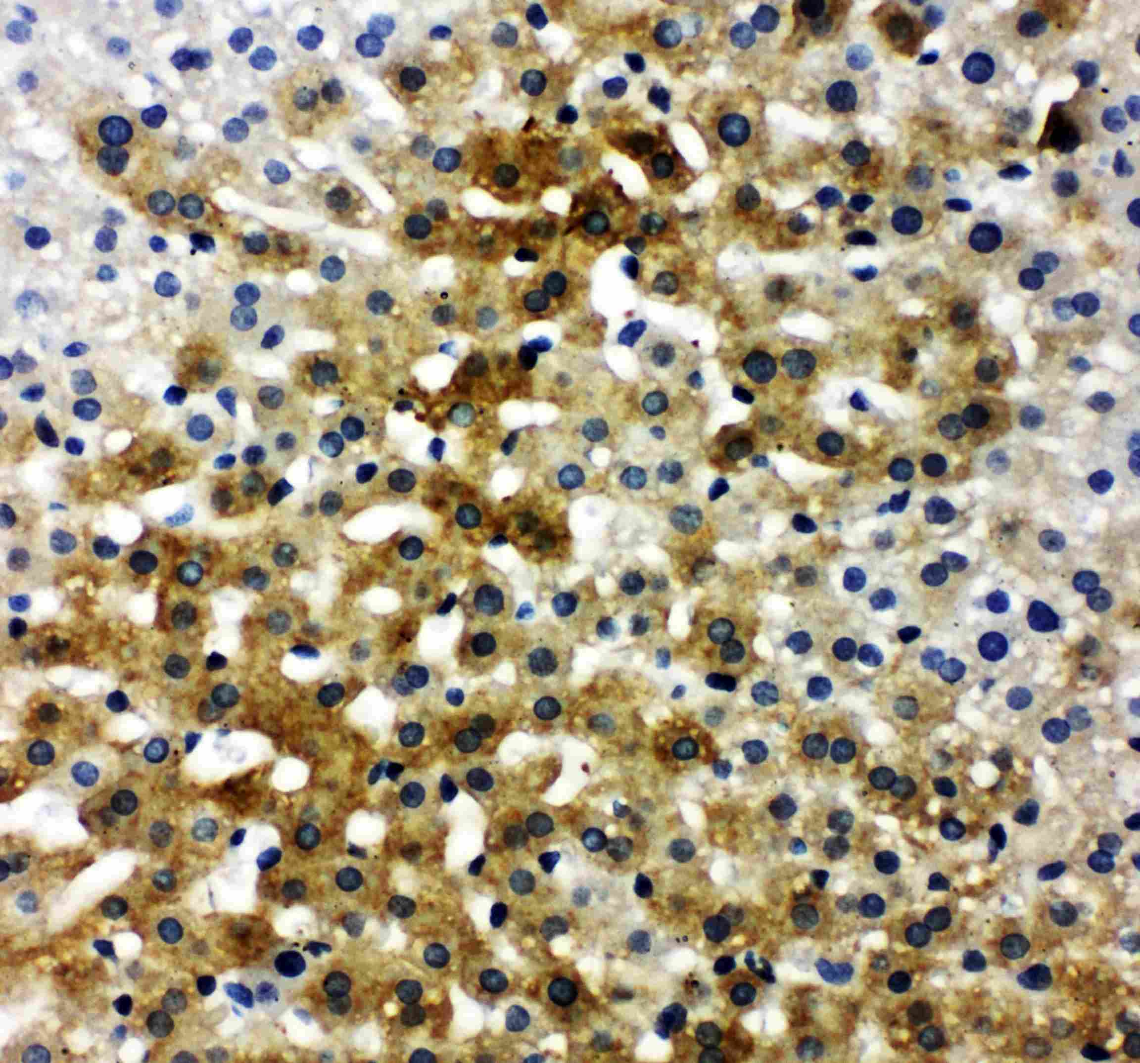 Polyclonal Rabbit anti-Mouse IBSP / Bone Sialoprotein Antibody (aa305-324, IHC, WB)